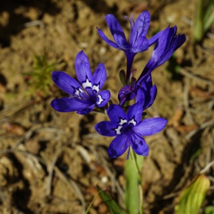 Codonorhiza elandsmontana